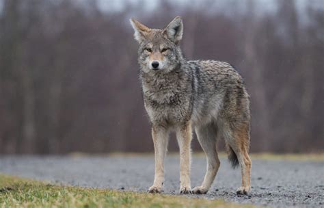 8 Types of Coydog - Rare Coyote Dog Mixes (With Info & Pictures) | Hepper