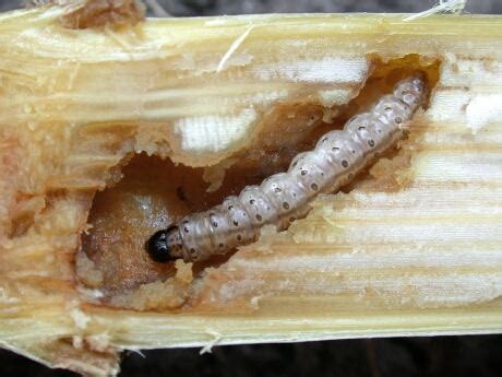 Corn crops in Nova Scotia under attack from European pest | CBC News