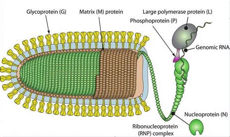 Vesicular Stomatitis Virus (VSV) System-Based Pseudovirus Service ...