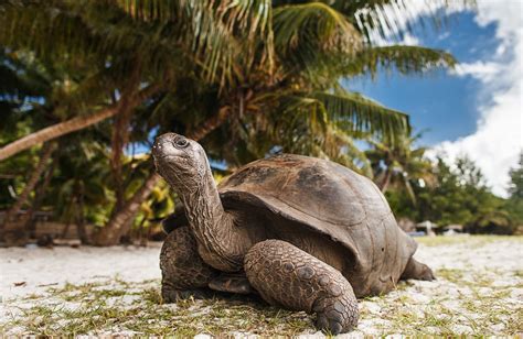 Wildlife Observation - Seychelles - Arrivalguides.com