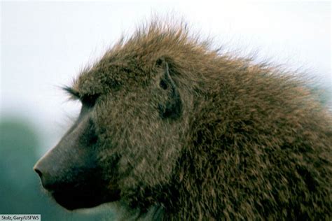 Olive Baboon Facts, Pictures & In-Depth Information