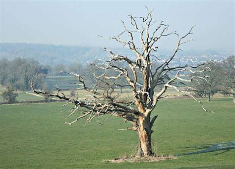 10 Crucial Signs Your Oak Tree is Dying - Trout Brook Tree