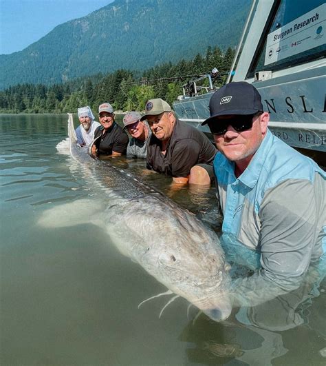 Largest White Sturgeon Ever Recorded On The Fraser River — Sturgeon Slayers