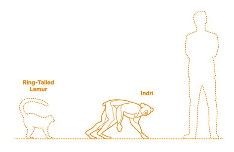 Indri (Indri indri) Dimensions & Drawings | Dimensions.com