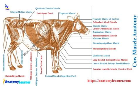 Cow Muscle Anatomy - Bovine Myology Identification » AnatomyLearner ...