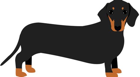 Dachshund clipart sausage dog, Dachshund sausage dog Transparent FREE ...