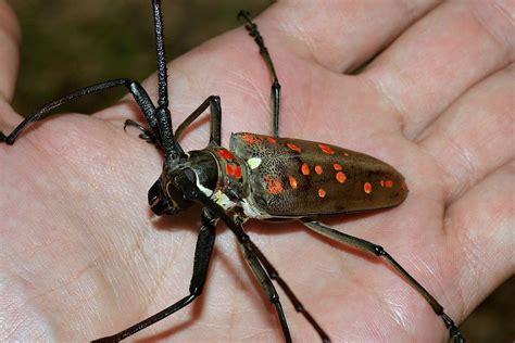 Batocera victoriana (Cerambycidae: Lamiinae: Batocerini) | Flickr