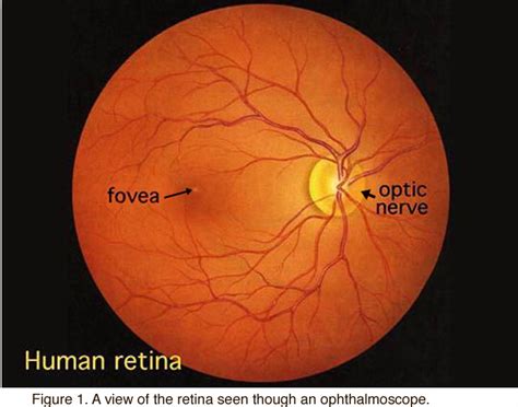 Simple Anatomy of the Retina by Helga Kolb – Webvision