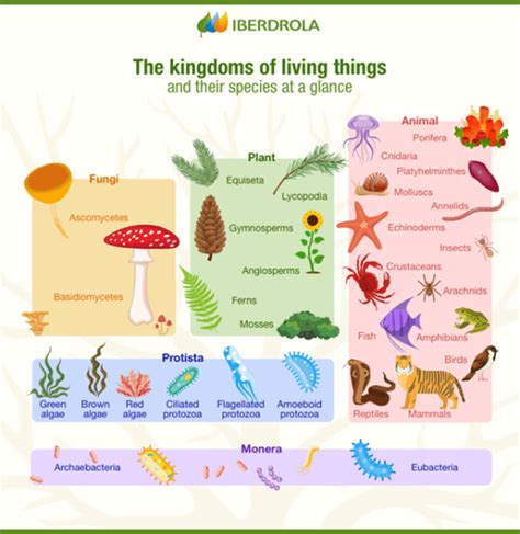 Classification system - Definition and Examples - Biology Online Dictionary