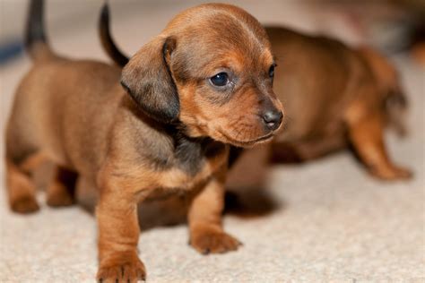 Dachshund Puppies Dog - Pets