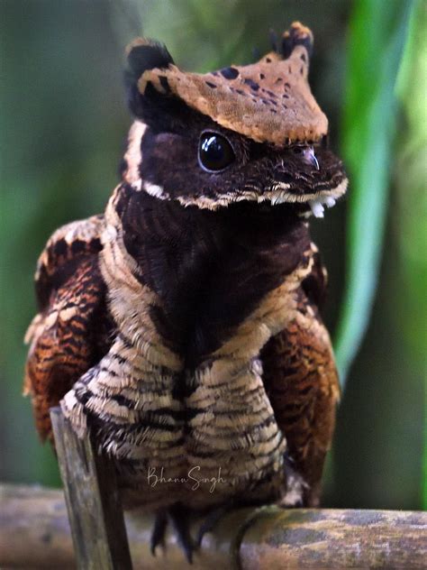 🔥 The great eared nightjar, looks like a little dragon