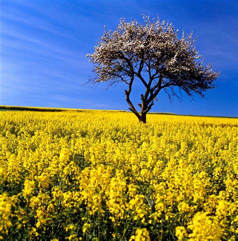 rapeseed | Description, Plant, Canola, Oil, Uses, & Facts | Britannica