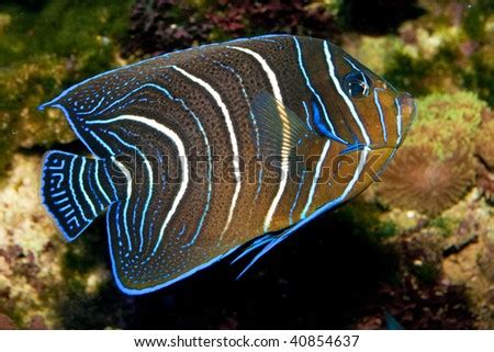 Koran Angelfish, Juvenile Stock Photo 40854637 : Shutterstock