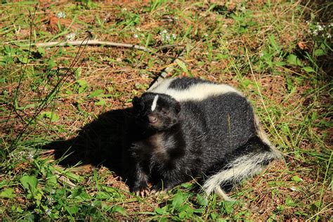 How to Get Rid of Skunk Smell on Dogs