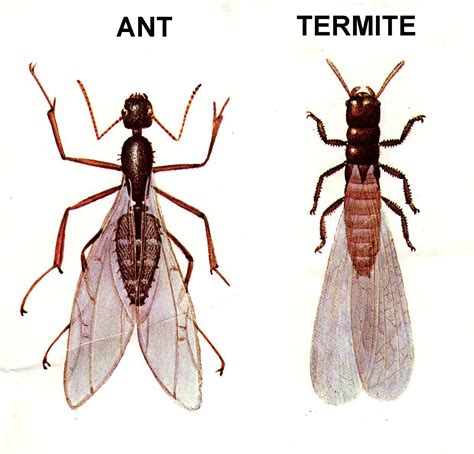 Flying Ants or Termites? | Black Knight Pest Control