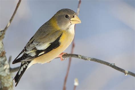 Evening Grosbeaks Used To Be Common In MA. This year, They’re Back ...