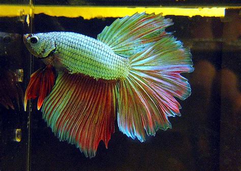 What is a dragonscale? - Betta Fish and Betta Fish Care