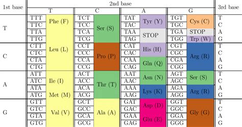 Amino Acid Codon Table | Bruin Blog