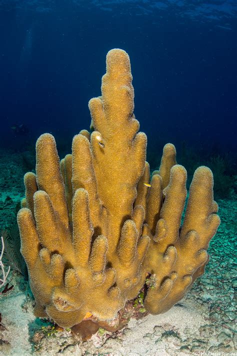 Pillar Coral (Dendrogyra cylindrus) - Spanglers' Scuba