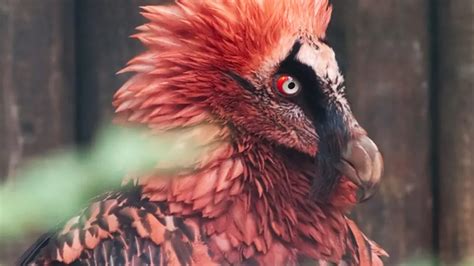 126 best Bearded Vulture images on Pholder | Natureismetal, Nature Is ...