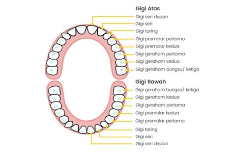 Gambar Anatomi Gigi, Jenis-Jenis Gigi, dan Fungsi Setiap Bagiannya ...