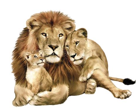 Lion Family Wildlife Illustration Parent and Cub PNG File | PNG All