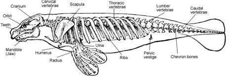 Dugong - ANIMAL ADAPTATIONs