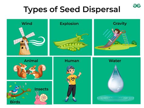 Seed Dispersal - Definition, Types, & its Examples - GeeksforGeeks