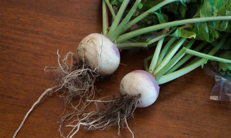 How To Grow Turnips In Your Garden - Epic Gardening