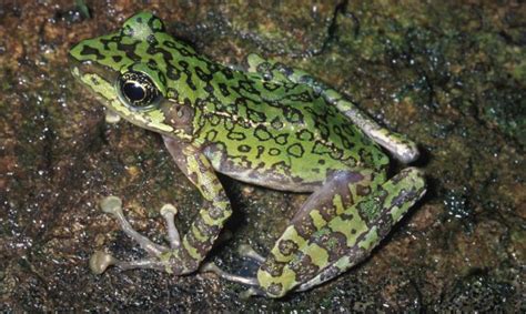 The evolution of 'true frogs' defies long-hel | EurekAlert!