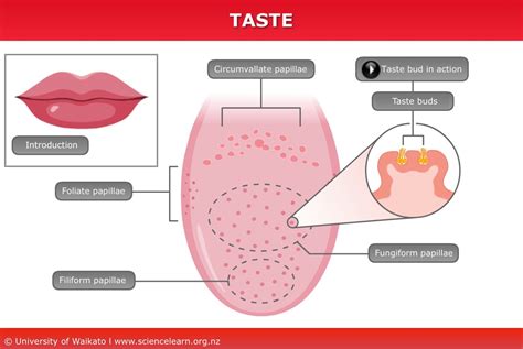 Human taste — Science Learning Hub