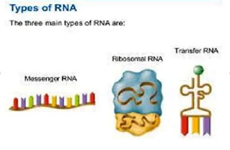 Difference Between mRNA, tRNA and rRNA - KnowsWhy.com