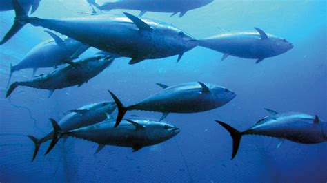 Good news for the ocean as tuna species bounce back from the brink of ...