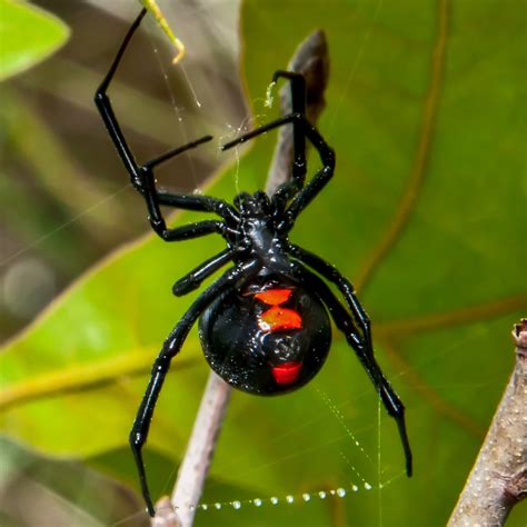 3 Venomous (Poisonous) Spiders Found in Michigan (2024) - Bird Watching HQ