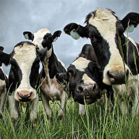 Holstein Cows by C. M. Yost