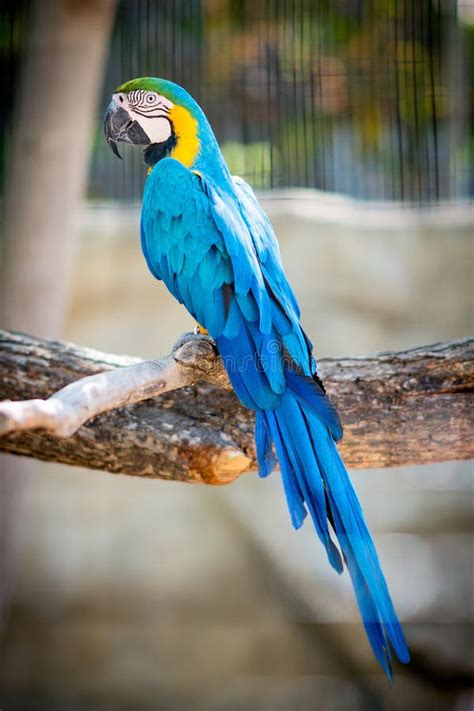 Blue Macaw Parrot stock image. Image of mccaw, feathers - 120743281