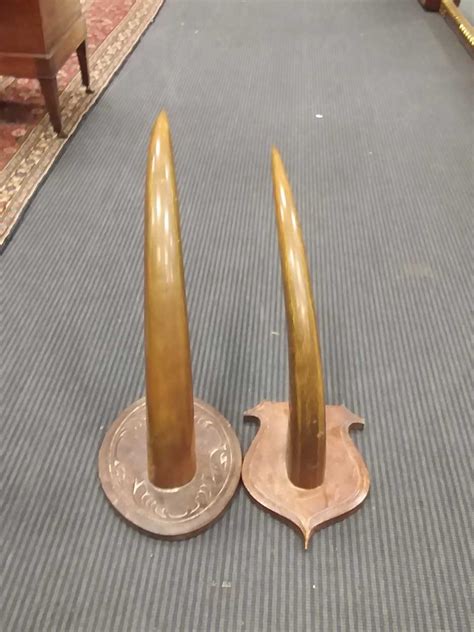 Two South-East Asian ox horns, mounted on period wood shields, circa ...