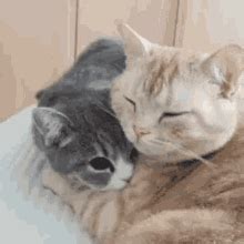 Cat Hug GIF – Cat Hug Cuddle – discover and share GIFs