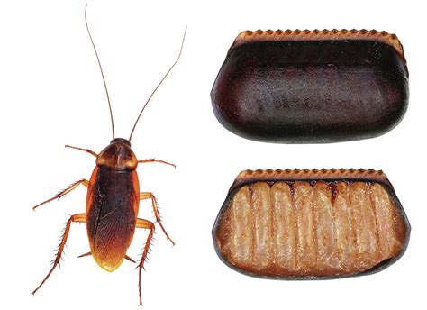 Guide to Cockroach Eggs: Size, Appearance, & Frequency | EcoGuard