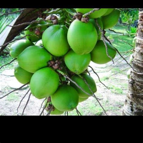 Jual buah kelapa muda - buah sejuta manfaat Halal di Seller ...