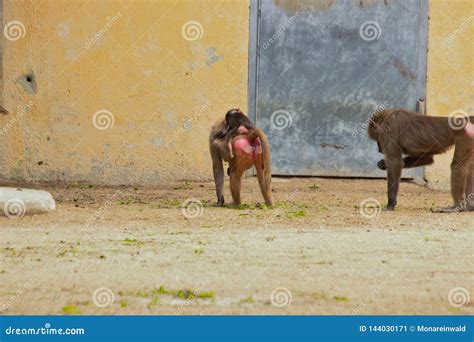 Monkey Having Fun in Zoo in Bavaria Germany in Nuremberg Editorial ...