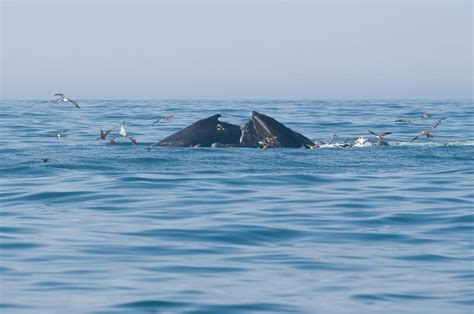 The Vineyard Gazette - Martha's Vineyard News | Pod of Humpback Whales ...