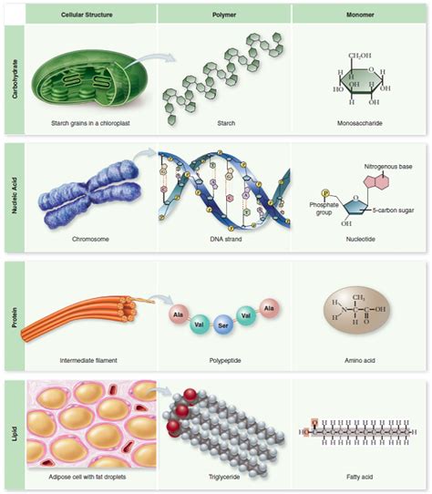 Pin by Kristine Murphy on bio mural | Macromolecules, Biology classroom ...