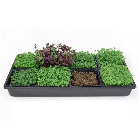 MicroGreen Growing Kit — Edible Walls