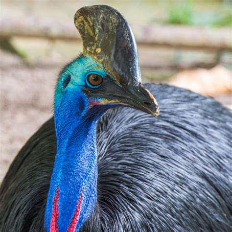 Southern Cassowary | Rainforest Animals