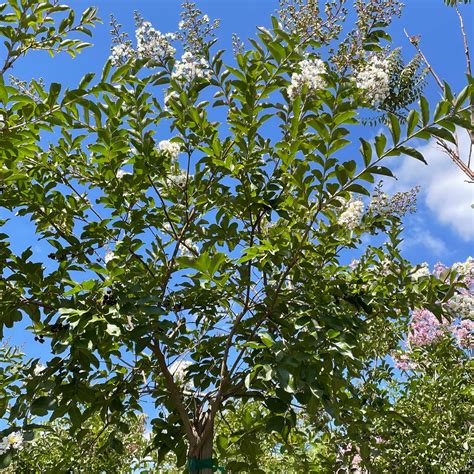 White Crape Myrtle | C&J Gardening Center