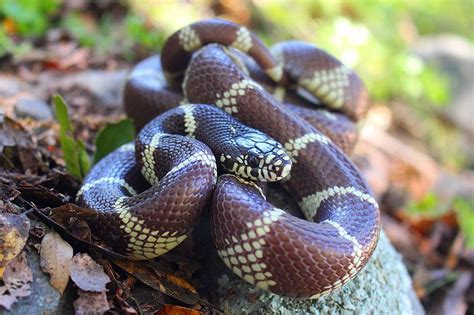 California kingsnake - Wikipedia