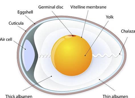 Structure and Types of Animal egg cell or ovum - Online Science Notes