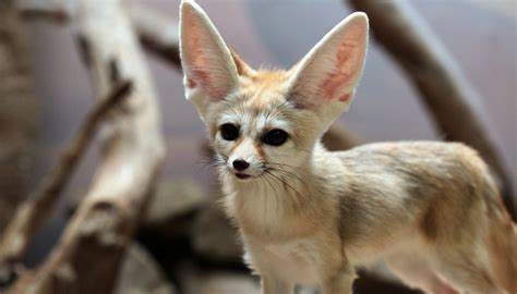 Animals That Live in the Hot & Dry Desert | Sciencing