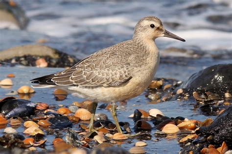 red knot (juvenile) | BirdForum